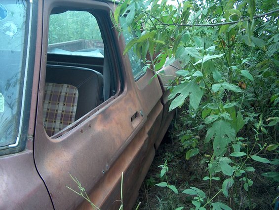 1979 Ford Bronco side door and plaid interior, overgrown with weeds
