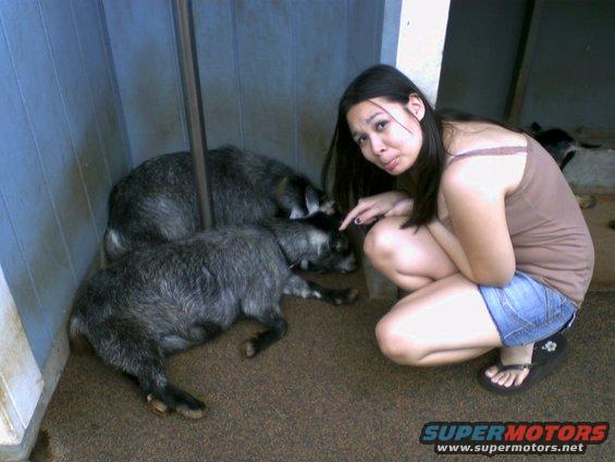 Woman crouches next to two goats lying on the ground