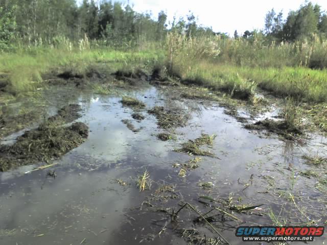 Muddy water with vegetation and debris, reflecting the sky and trees