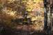 1992 Jeep Cherokee - Several Jeep Cherokees drive down a dirt trail surrounded by trees with fall foliage.