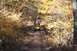 1992 Jeep Cherokee - A convoy of Jeeps navigates a wooded trail during peak autumn foliage.