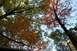 1992 Jeep Cherokee - Autumn foliage is visible against a clear blue sky, with a dark railing at the bottom of the frame.
