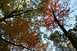 1992 Jeep Cherokee - Autumn leaves display vibrant colors against the clear blue sky.
