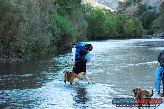 People with backpacks and dogs wade through a shallow river in a mountainous area