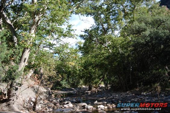 Wooded riverbed with rocks and trees
