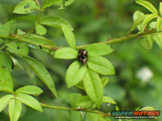 Beetle on green leaves with water droplets