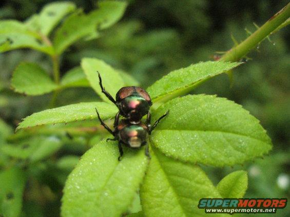 Two iridescent beetles mating on a green plant leaf