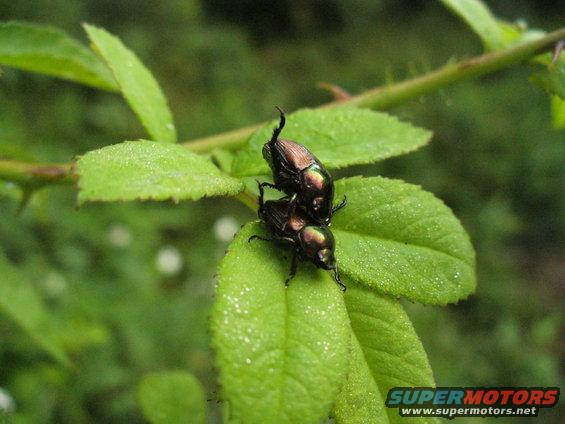 Two metallic green and brown beetles mating on a green leaf with water droplets