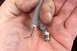 Carefully remove the outer insulation from the end of the plug wire.  Don't cut any more than necess...