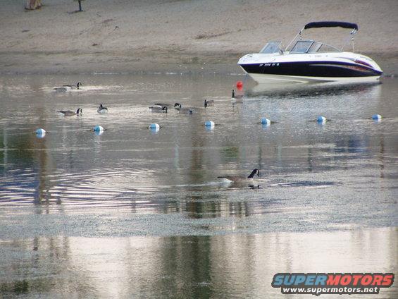 Geese Boats