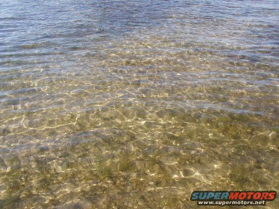 river weed