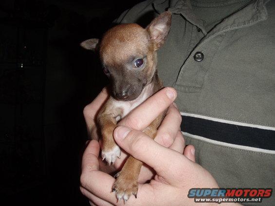 Puppy held in hands, dark background, text overlay at bottom right