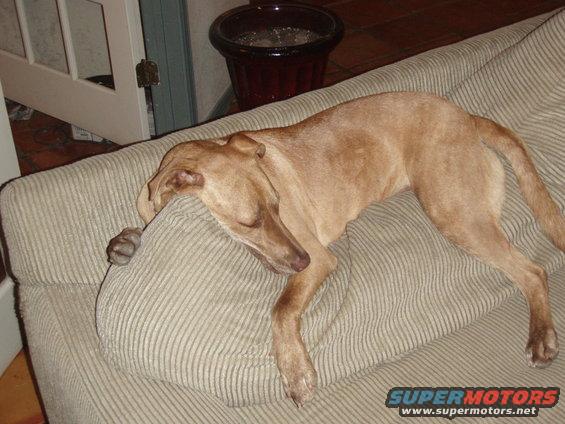 Dog sleeping on a striped couch