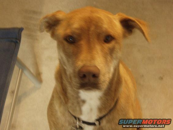 Close-up of a tan dog with floppy ears and a white chest patch, wearing a collar