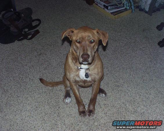 Brown dog with white chest sitting on carpet, wearing a collar with tags