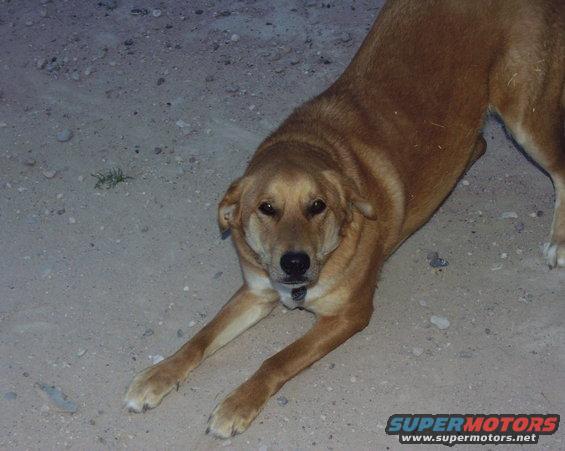 Brown dog lying on sandy ground