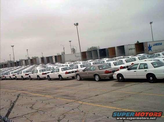 Fleet of white Ford Crown Victorias parked in a lot, one tan Crown Victoria in the foreground