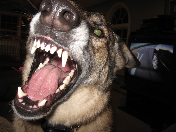 Dog with mouth open showing teeth and tongue