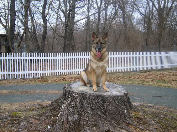 German Shepherd dog sits on a large tree stump in front of a white picket fence