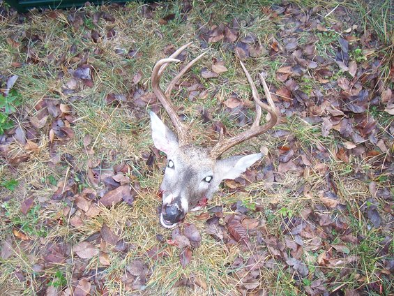 deer head with antlers lying on the ground covered in leaves