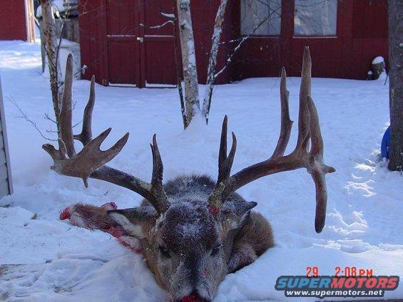 deer with large antlers lying in snow outside a red building