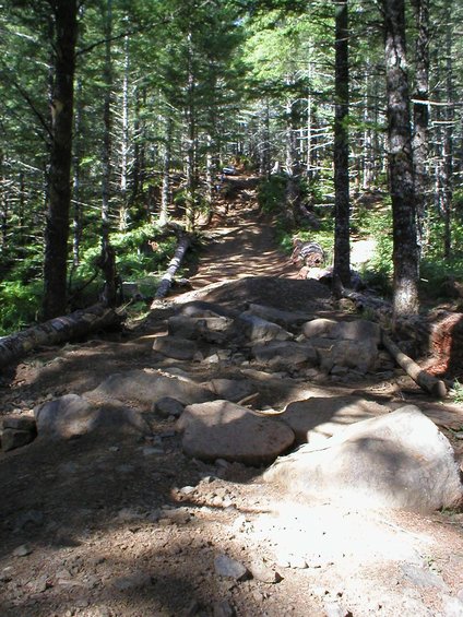 Rocky forest trail ascending through dense trees with fallen logs