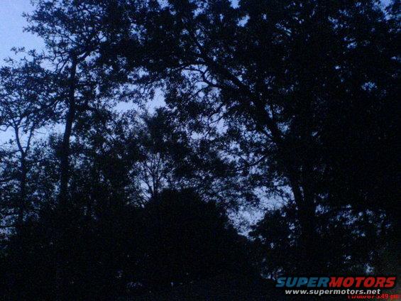 trees silhouetted against a dark blue sky