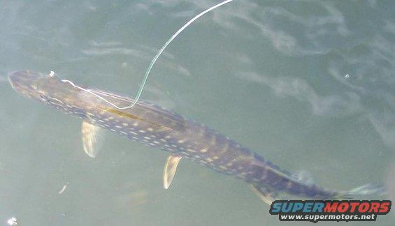 Fish swimming underwater with a fishing line