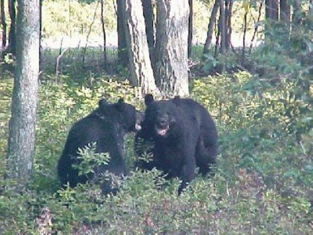 Two black bears stand in a wooded area with dense foliage