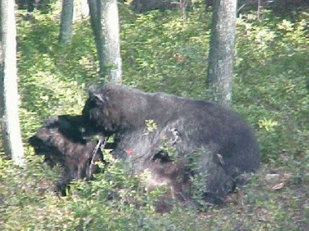 Two black bears in a wooded area with dense green foliage