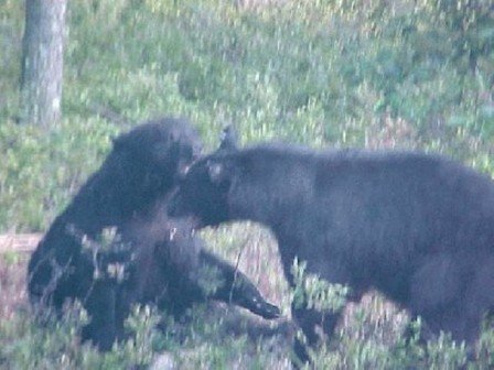 Two black bears interacting in a grassy, wooded area