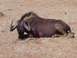 1991 Ford Bronco - A wildebeest rests on the dry, barren ground, its horns curved and its body low.