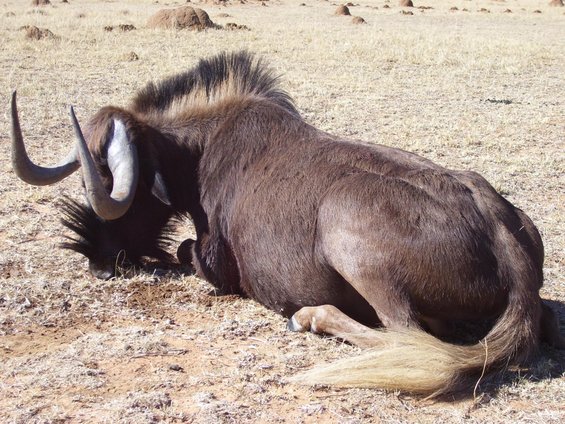 Wildebeest lying down on dry, dusty ground with sparse vegetation