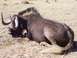 1991 Ford Bronco - A wildebeest rests on the dry savanna, its horns curved and mane prominent.