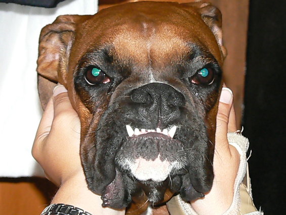 kitanajaw.jpg Kitana's lower teeth.