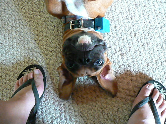 kitanaupsidedown.jpg Kitana on her back.