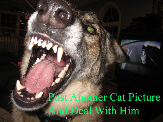 Dog with mouth open showing teeth and tongue. Text overlay says 'Post Another Cat Picture And Deal With Him'. A TV screen in the background shows a car on a road