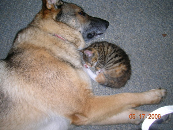 German Shepherd dog sleeping with a tabby kitten curled up on its chest. A date stamp reads 05.17.2006