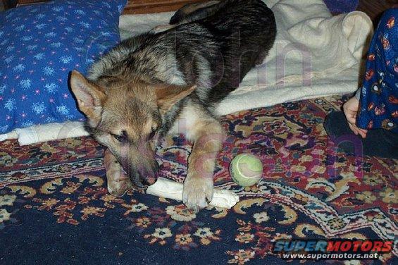 Dog lying on a rug with a bone and a tennis ball