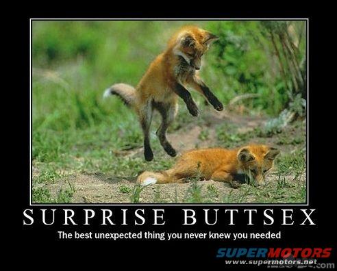 Fox jumping over another fox lying down. Text reads "SURPRISE BUTTSEX"