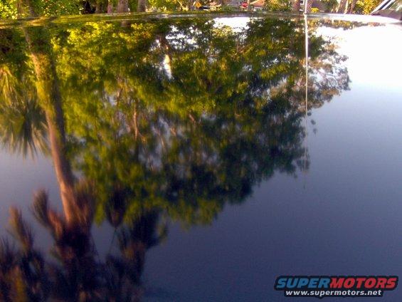 reflection of trees and sky on a dark car roof