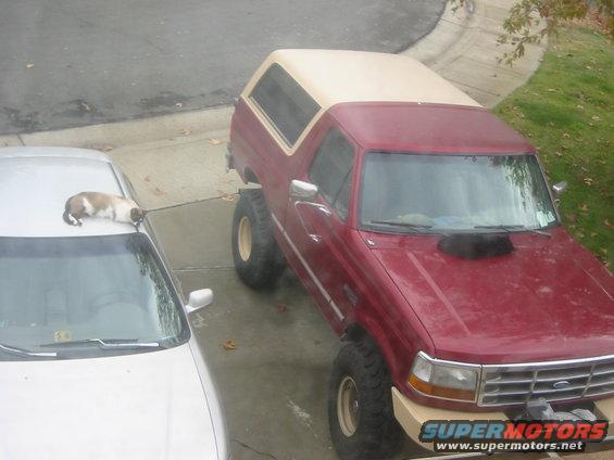 img_2121.jpg Cats like the truck too, good place to sack out
