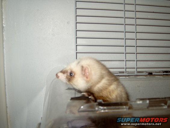 s4100041a.jpg my ferret!
