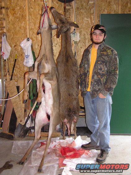 Two deer hanging from hooks, a person in camouflage jacket and jeans stands beside them