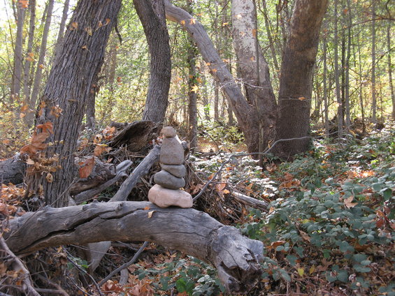 stacked stones on a fallen log in a forest with trees and fallen leaves