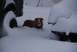 1996 Ford Bronco - A dog sits in the snow between two vehicles during a snowstorm.