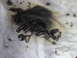 1996 Ford Bronco - all thats left of the rear pinion bearing