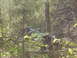 1989 Ford Bronco - An off-road vehicle lies on its side amidst dense forest vegetation.