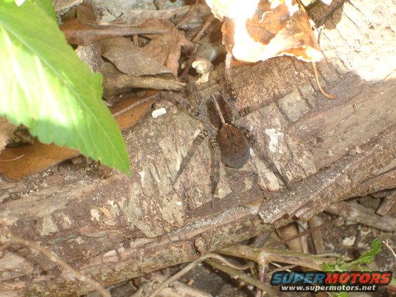 Spider on a log with leaves and dirt
