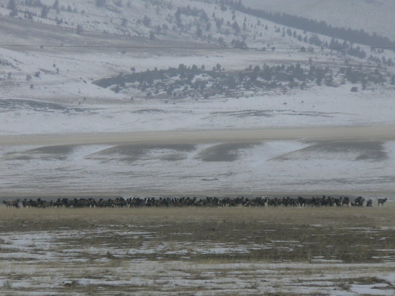  Bunch of elk we saw near Cameron, MT.